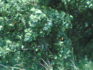 640x480 basic 2xzoom buiten 01