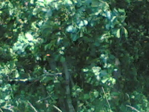 640x480 basic 4xzoom buiten 01