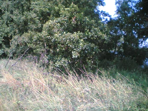 640x480 basic geenzoom buiten 01