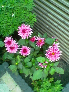 640x480 buiten hogekwaliteit 2xzoom