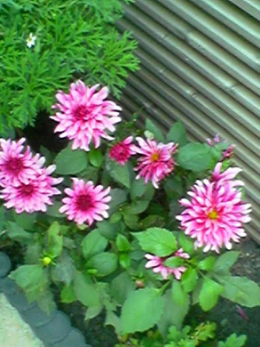 640x480 buiten hogekwaliteit 3xzoom