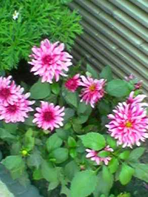 640x480 buiten hogekwaliteit 4xzoom