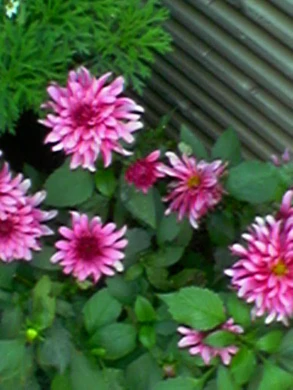 640x480 buiten hogekwaliteit 5xzoom