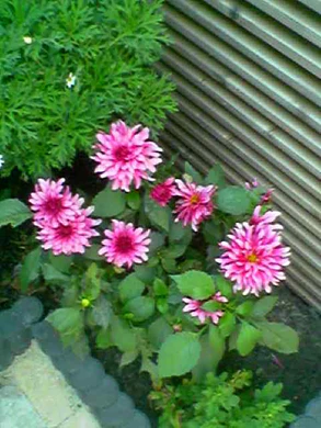 640x480 buiten laagkwaliteit 2xzoom