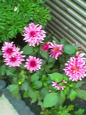 640x480 buiten laagkwaliteit 3xzoom