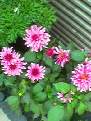 640x480 buiten laagkwaliteit 4xzoom