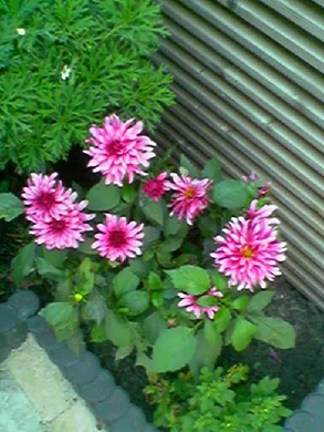 640x480 buiten normaalkwaliteit 2xzoom