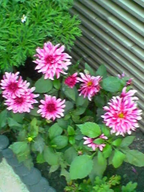 640x480 buiten normaalkwaliteit 3xzoom