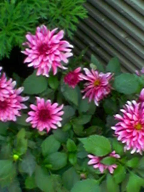 640x480 buiten normaalkwaliteit 5xzoom