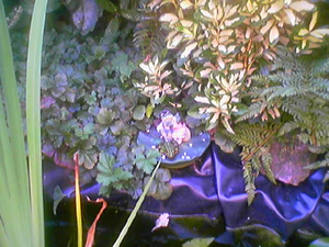 640x480 hoogwaardig 1xzoom