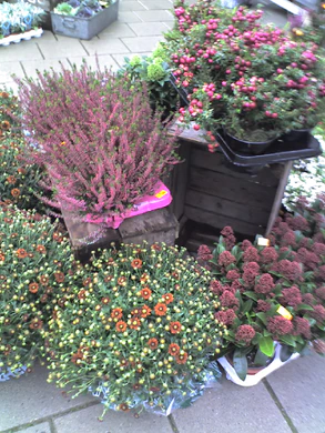 960x1280 willekeurig 07