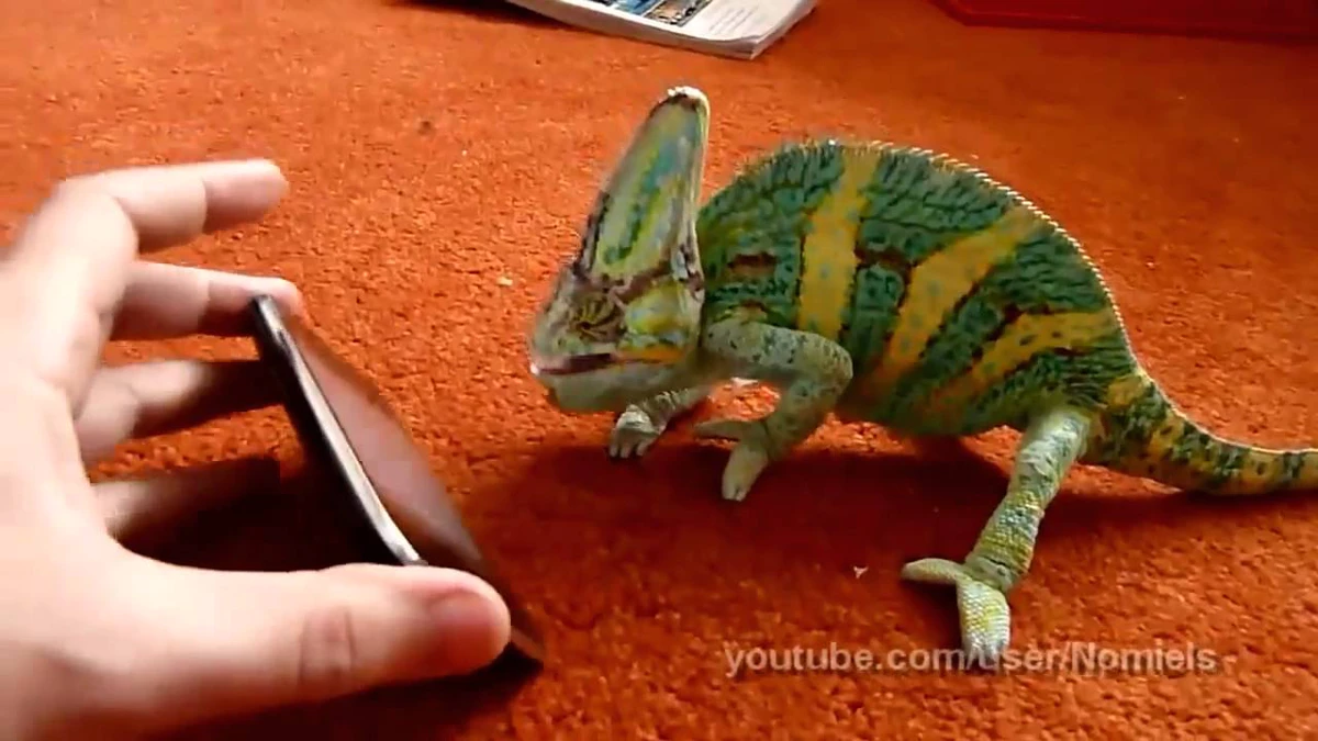 Deze kameleon reageert hilarisch op een Android-scherm – grappige dierenactie!