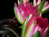 Pzlcjt afqs maxresdefault