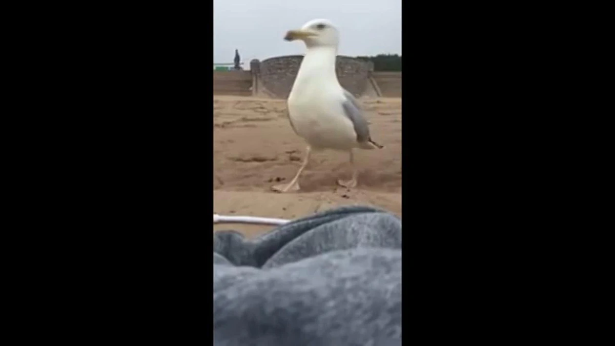 Meeuw steelt iPhone en gaat ermee vandoor – dit kan niet waar zijn!