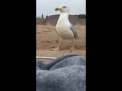 Uqrgahov2u8 maxresdefault