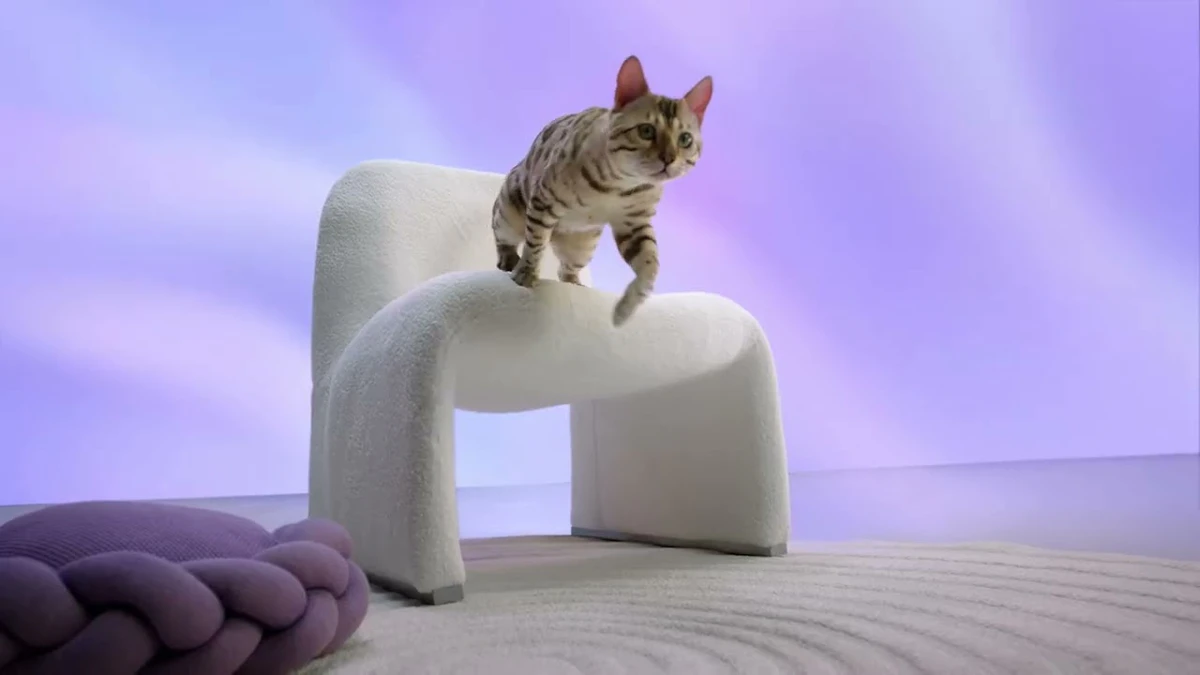 Oppo Reno13 Pro uitpakken met verrassend kattenbezoek en cameratest